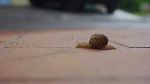 Snail on the ground Video stock 82322837