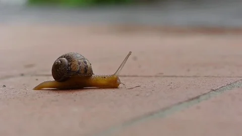 Snail on the ground Stock-Footage 82322872