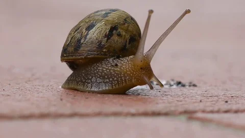 Snail on the ground Stock Footage 82322885