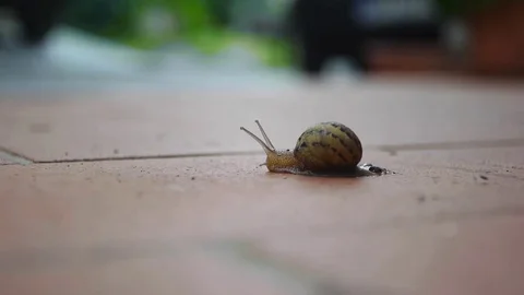 Snail on the ground Stock Footage 82322889