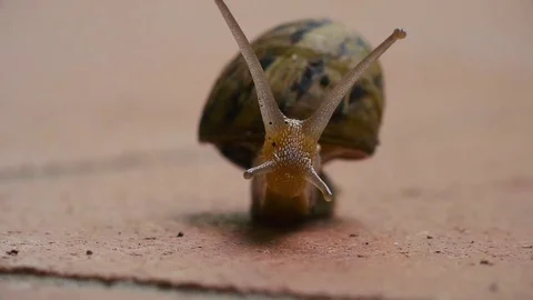 Snail on the ground Stock-Footage 82322893