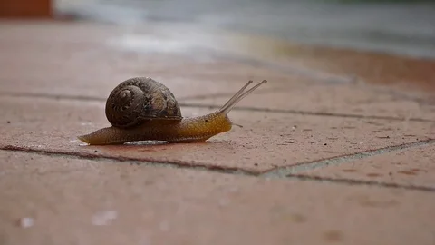 Snail on the ground Video stock 82322949