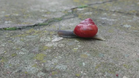 Snail on the ground Stock Footage 146342712