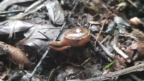 A snail on the ground Stock Footage 149005277