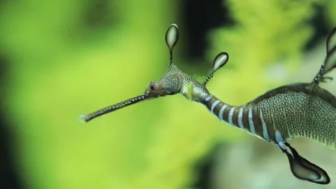 A snail on the ground Stock Footage 155355646