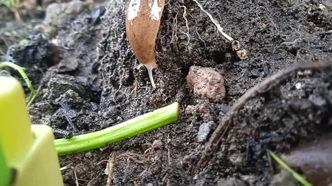 Snail on the ground Stock Footage 244420103