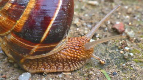 Snail on the ground macro 4k 스톡 동영상 170135760