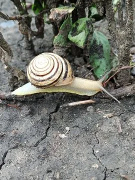 Snail on the ground Stockfoto's