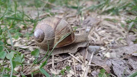 Snail on the ground in spring - Romania Stock Footage 181135281