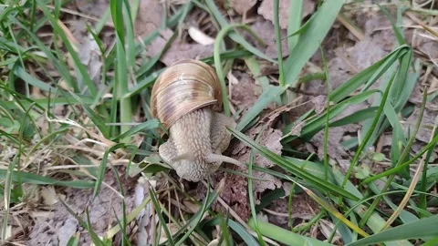 Snail on the ground in spring - Romania Stock Footage 181135301