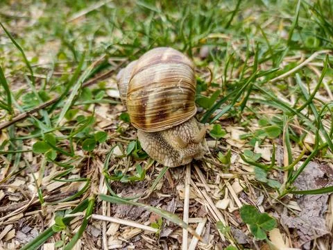 Snail on the ground in spring - Romania Stockfoto's