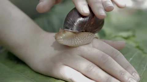 Snail on Hand Stock Footage 77250360