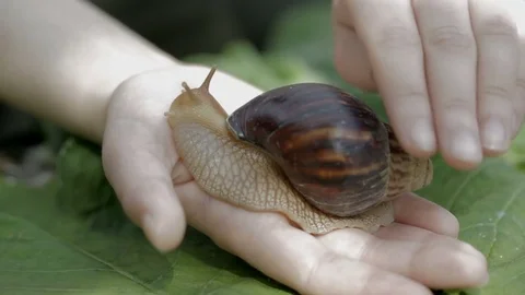 Snail on Hand Stock Footage 77280276