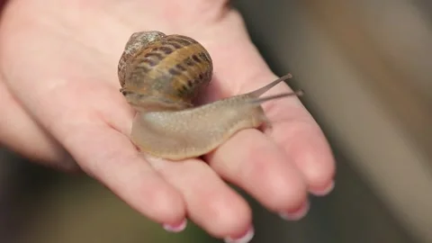 Snail on hand Stock Footage 146652798