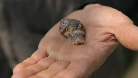 Snail on hand Stock Footage 146653038