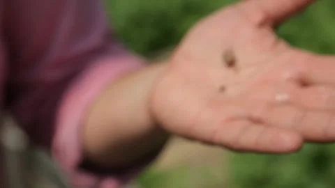 Snail on hand Stock Footage 146653222