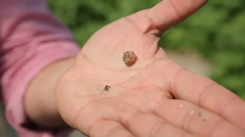 Snail on hand Stock Footage 146653308
