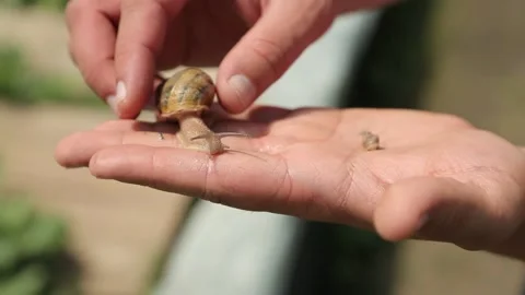 Snail on hand Stock Footage 146653397