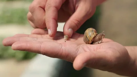 Snail on hand Stock Footage 146653597
