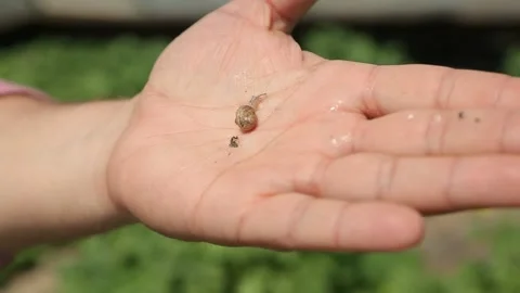 Snail on hand Stock Footage 146653887