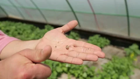 Snail on hand Stock Footage 146654044