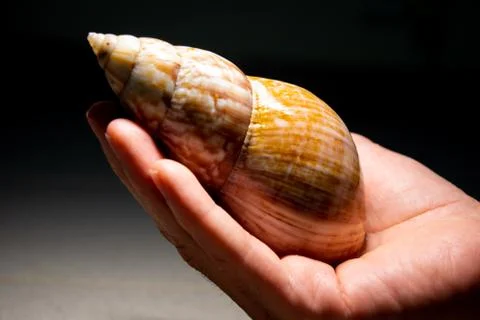 The snail on hand with the light Foto stock