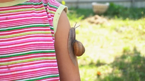 Snail on Hand. Macro frame snail crawling on arm. The girl is stroking the snail Stock Footage 96196471