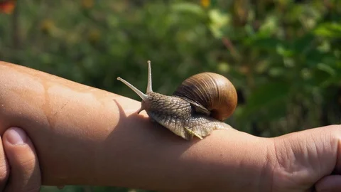 Snail on Hand. Macro frame snail crawling on arm. The girl is stroking the snail Stock Footage 96196657