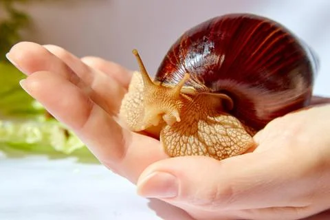 The snail on the hand 写真素材