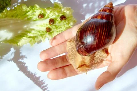 The snail on the hand 스톡 사진