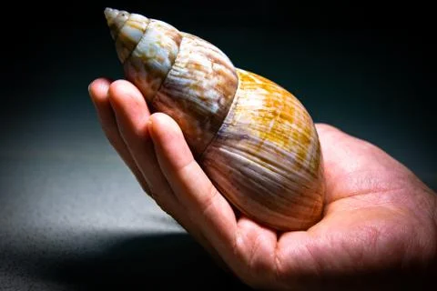 The snail on hand Foto stock