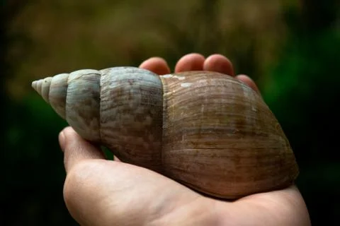 The snail on hand Stock Photos
