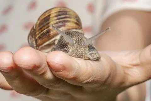 Snail in hand Stock Photos