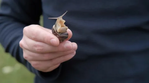 A snail in the hands of a man Stock Footage 167059900