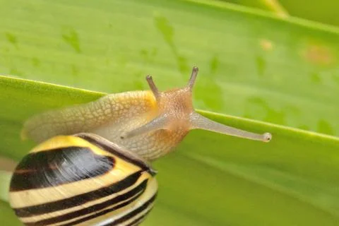 Snail hanging on a leaf close up Stock-Fotos