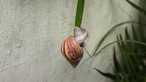 Snail hanging on leaf Stock Footage 277681658