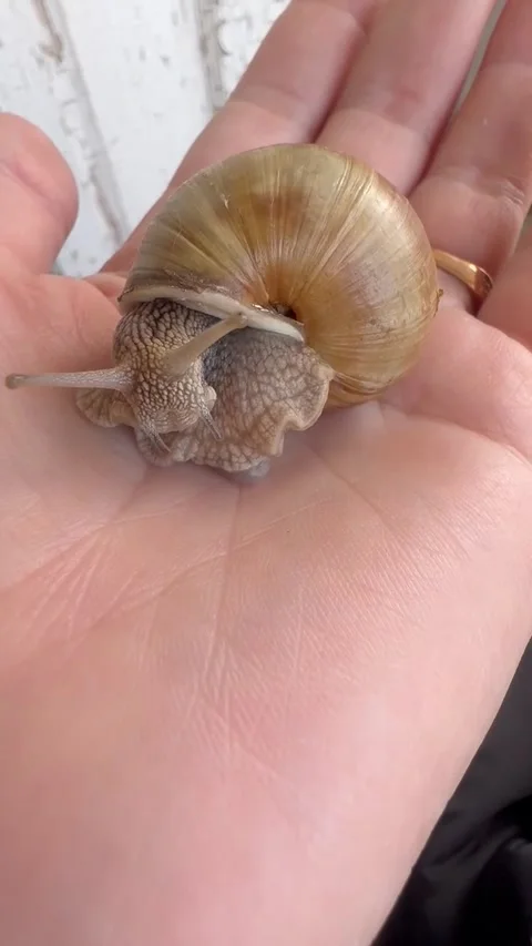 A snail has half emerged from its shell and is sitting on a hand Stock Footage 332158860