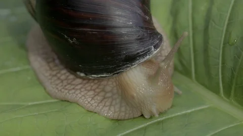 The snail is having breakfast. Stock Footage 77248973