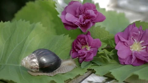 The snail is having breakfast. Stock Footage 77249326