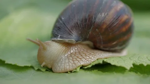 The snail is having breakfast. Stock Footage 77251854