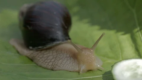 The snail is having breakfast. Stock Footage 77251968