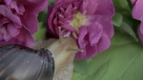 The snail is having breakfast. Stock Footage 77252186