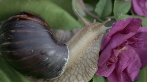 The snail is having breakfast. Stock Footage 77270117