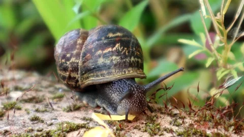 Snail having something to eat Stock Footage 109144745