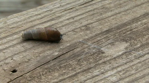Snail HD 01 Video stock 526255