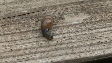 Snail HD 02 Video stock 526250