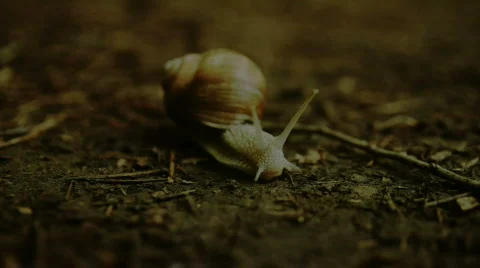Snail (HD) Stock Footage 726939