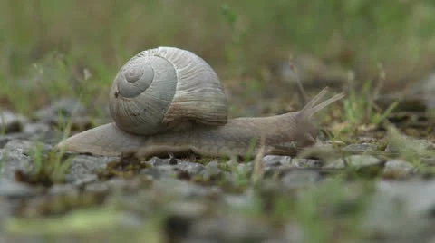 Snail -  HD Stock Footage 24067632
