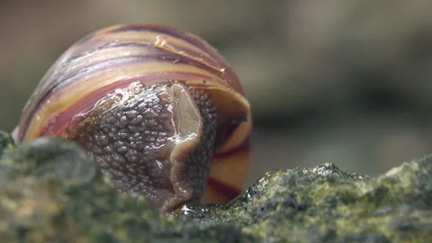 Snail head 스톡 동영상 297552254