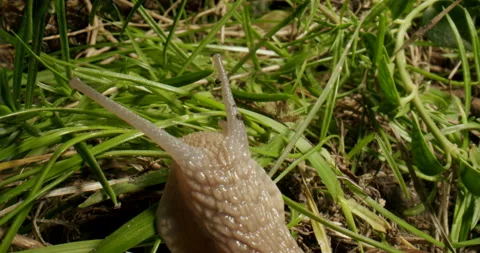 Snail head in the grass. Macro. Moving tentacles. Snail in natural habitat Vídeos de archivo 220956643